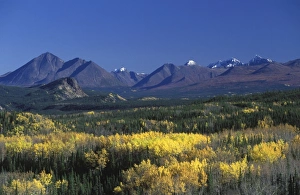 Fall colours over Denali National Park
