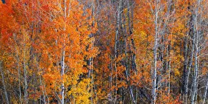 Oxbow Bend Prints: Fall Colours at Oxbow bend, Grand Teton National Park, Wyoming, USA