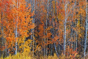 Fall colurs at Oxbow bend, Grand Teton National Park, Wyoming, USA