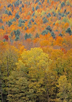 Fall Foliage