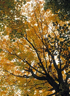 Images Dated 27th August 2009: Fall Foliage
