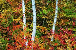 Autumn Leaf Prints: Fall foliage around birch trees, Shelburne, New Hampshire, USA