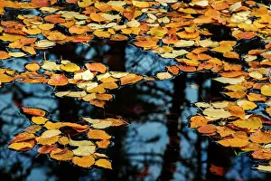 Autumn Color Prints: Fallen birch leaves with forest reflection in woodland pond