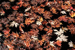 Autumn Color Prints: Fallen leaves in pond, Muskoka, Ontario, CAnada