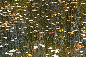 Natural Arch Prints: Fallen leaves in a swamp, Sheguiandah, Manitoulin Island, Ontario, Canada