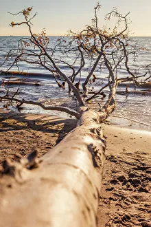 Fallen Prints: Fallen tree on the wild western edge of Darss