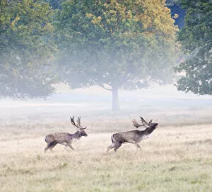Couple Gallery: Fallow bucks in Richmond Park during rutting season, Surrey, UK