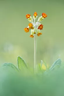 Images Dated 14th January 2021: False Oxlip, Somerset, England
