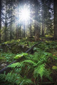 Bushes Prints: Falzarego Pass, Veneto, Italy. Into the woods