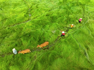Family Prints: Family and their cows crossing sedge grass field, near Hoi An, Central Vietnam