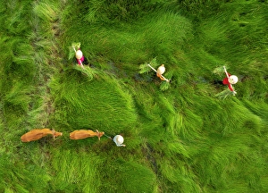 Cows Prints: Family and their cows crossing sedge grass field, near Hoi An, Central Vietnam