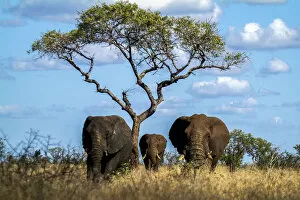 Acacia Gallery: Family of elephants among the tall grass of the African savanna with plant of acacia