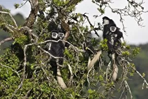 Aberdares Gallery: A family group of black and white Guereza Colobus monkeys in the forests of the Aberdare Mountains