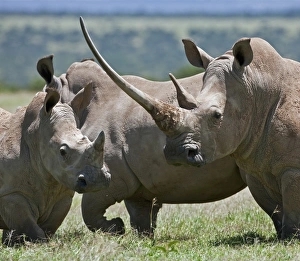 Wild Life Gallery: A family of White Rhinos, the female with a massive horn. Mweiga, Solio, Kenya