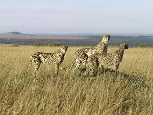 Masai Mara Game Reserve Collection: A family of three young cheetahs stand on a termite