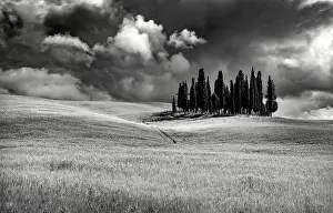 Cypress Trees Prints: The famous Clump of cypress trees ion stormy weather
