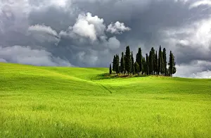 Cypress Trees Prints: The famous clump of cypress trees against a stormy sky