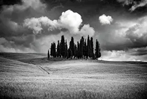 Cypress Trees Prints: The famous Clump of cypress trees in stormy weather
