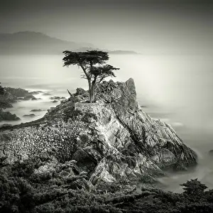 Pebble Beach Prints: The famous Lone Monterey cypress, Pebble Beach, California, USA
