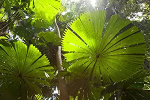 Fan Palm in the Daintree Rainforest, North Queensland, Australia