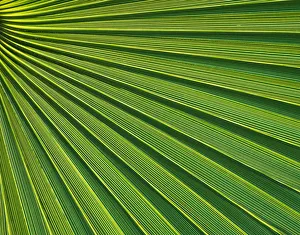 Abstraction Gallery: Fan Palm Patterns, Arizona, USA