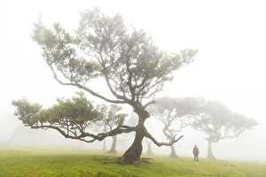 Tree Branch Prints: Fanal Forest & laurisilva trees, Porto Moniz, Madeira, Portugal