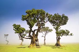 Fanal Forest & laurisilva trees, Porto Moniz, Madeira, Portugal