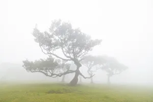Q2 2023 Prints: Fanal Forest & laurisilva trees, Porto Moniz, Madeira, Portugal
