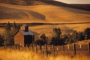 Wheat Field Prints: Farm, Bend