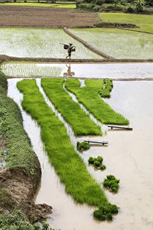 A farmer carries baskets of rice plants ready to plant, Luang Prabang Province, Laos