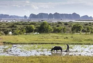 Images Dated 26th September 2017: A farmer ploughs a paddy field using a water buffalo, Halong Bay, Ha Long Bay, Quang Ninh Province