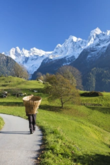 Farmer with straw basket walks through meadows and snowy peaks Soglio Bregaglia Valley Farmer with straw basket walks through meadows and snowy peaks Soglio Bregaglia Valley