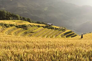 Agrarian Gallery: A farmer walks towards a stilt hut surrounded by rice terraces at harvest time, Mu