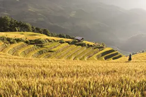 Growing Prints: A farmer walks towards a stilt hut surrounded by rice terraces at harvest time, Mu