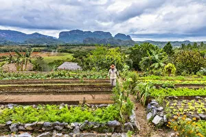 Images Dated 29th May 2020: A farmer working in farm overlooking Vinales Valley, Pinar del Rio Province, Cuba