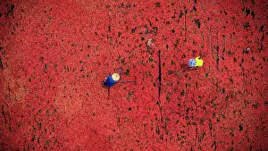 Harvesting Prints: Farmers working with red chili peppers in drying fields, Vietnam. (MR)