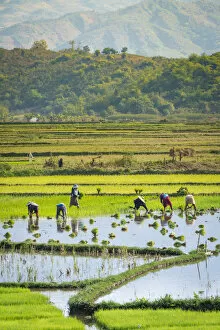 Images Dated 26th November 2019: Farmers working on a rice field near Kengtung, Kengtung Township, Kengtung District