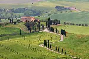 Gravel Road Prints: Farmhouse with gravel road lined by cypress trees