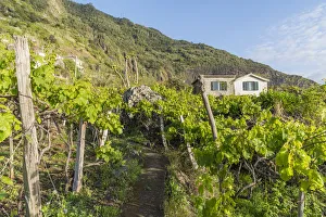 Grapevine Prints: Farmhouse surrounded by grapevine. Faial, Santana municipality, Madeira Island, Portugal