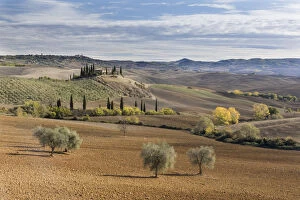 A farmhouse surrounded by olive trees, cypress trees and ploughed fields in the autumn