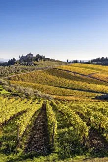 Tuscany Prints: Farmhouse surrounded by vineyards. Gaiole in Chianti, Siena province, Tuscany, Italy