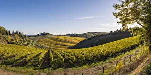 Rolling Hills Prints: Farmhouse surrounded by vineyards. Gaiole in Chianti, Siena province, Tuscany, Italy