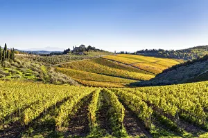 Tuscany Prints: Farmhouse surrounded by vineyards. Gaiole in Chianti, Siena province, Tuscany, Italy