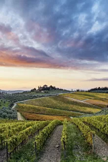 Images Dated 30th May 2018: Farmhouse surrounded by vineyards at sunrise. Gaiole in Chianti, Siena province, Tuscany