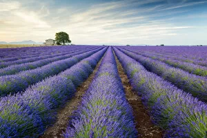 Perfume Collection: Farmhouse & Tree in Field of Lavender, Provence, France