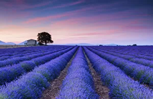 Fields Gallery: Farmhouse & Tree in Field of Lavender at Sunrise, Provence, France