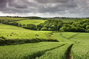 Morchard Bishop Prints: Farmland in summertime, Morchard Bishop, Devon, England. Summer (June) 2009