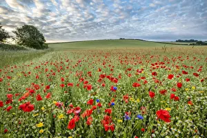 Arable Prints: Farmland wildflowers with Chamomile (Chamaemelum nobile)