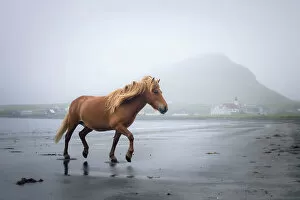 Images Dated 15th November 2022: A Faroese horse on the beach of Hvalba. Island of Suðuroy. Faroe Islands