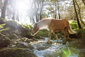 Images Dated 15th November 2022: A Faroese horse crossing a river in a wood in the village of Trongisvagur. Island of Suðuroy
